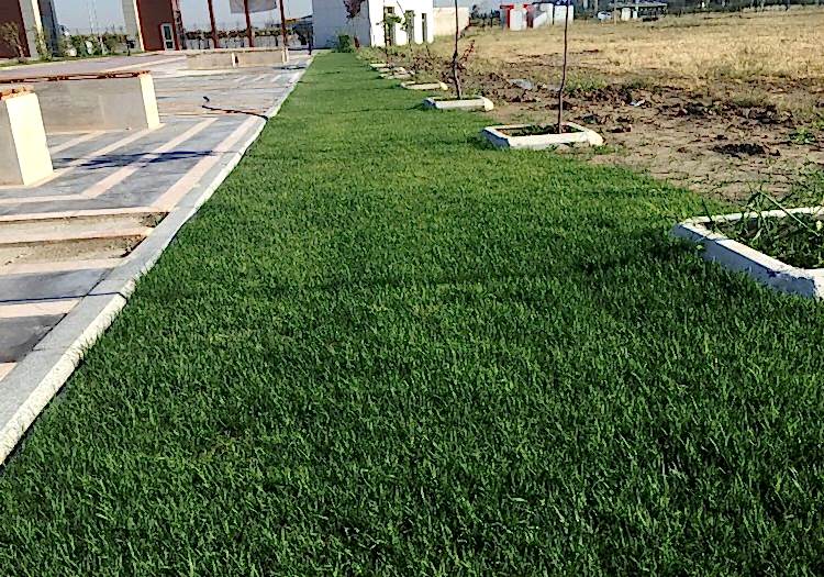 Katip Çelebi Üniversitesi Bahçe Çimlendirmesi, doğal tohum halısı, rulo çim