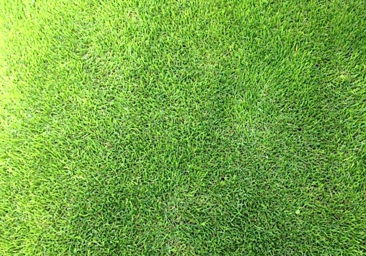 Katip Çelebi Üniversitesi Bahçe Çimlendirmesi, doğal tohum halısı, rulo çim