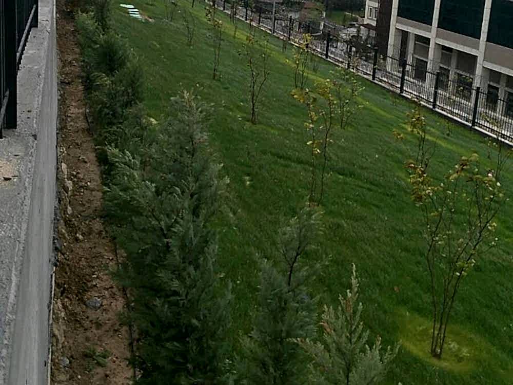 Tema İstanbul Site Bahçe Çimlendirmesi, doğal tohum halısı, rulo çim
